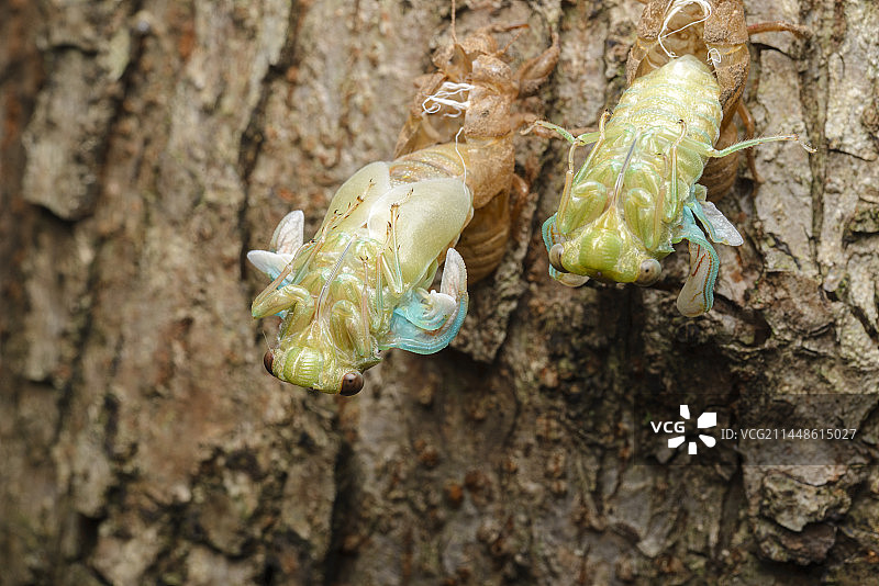 蒙古寒蝉蜕壳图片素材