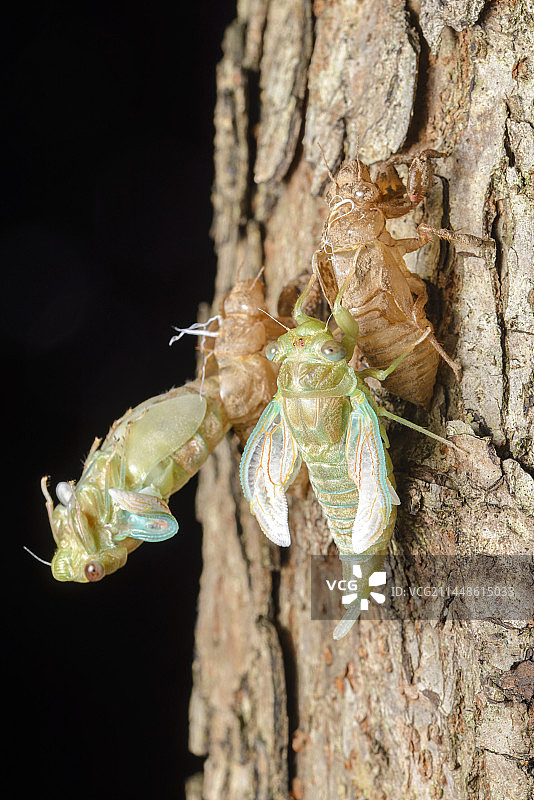 蒙古寒蝉蜕壳图片素材