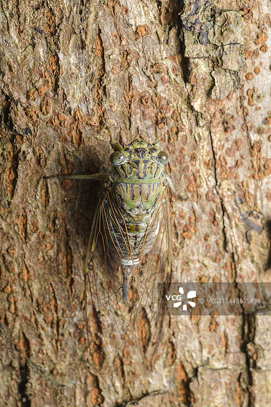 蒙古寒蝉图片素材