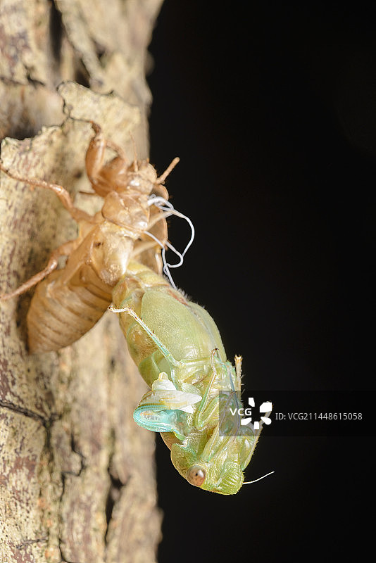 蒙古寒蝉蜕壳图片素材