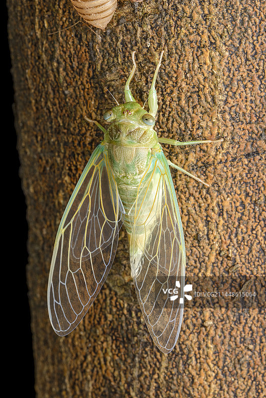 刚蜕壳的蒙古寒蝉图片素材
