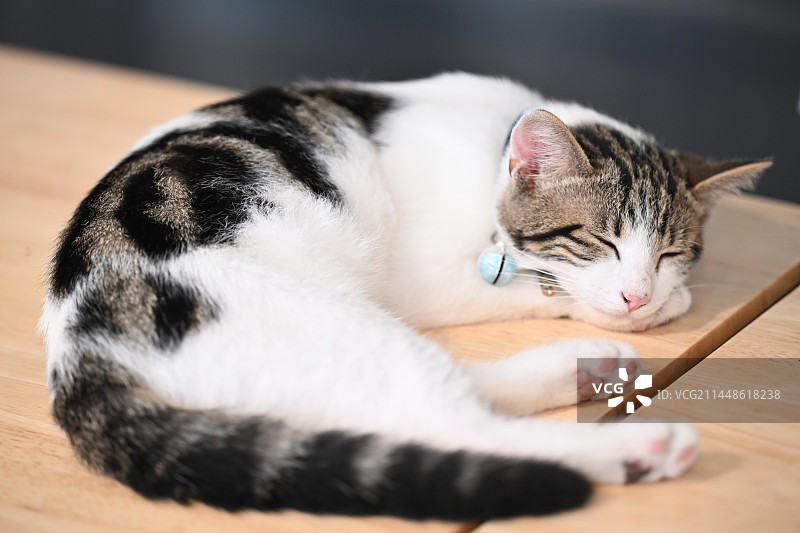 一只睡觉的宠物猫图片素材