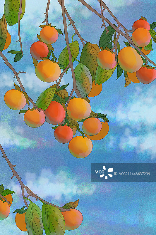 水彩柿子插画图片素材