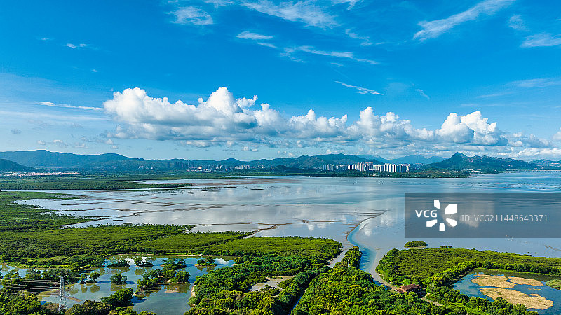 深圳红树林生态保护区图片素材