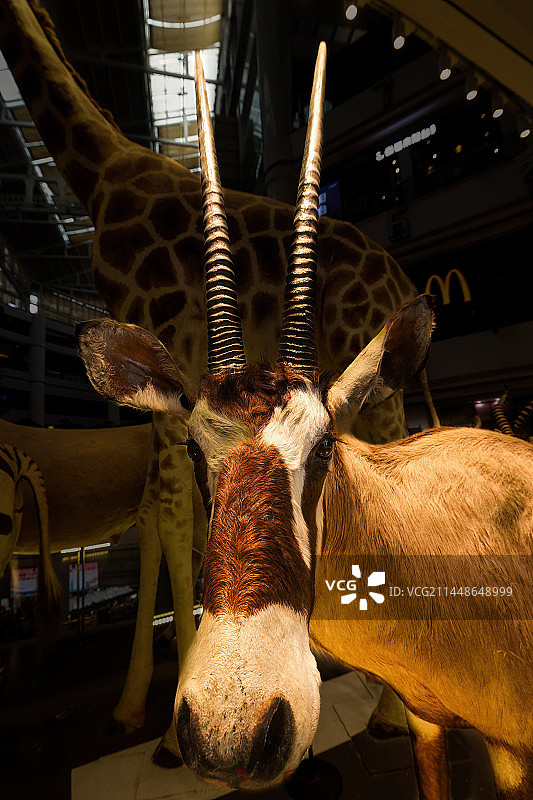 羚羊标本图片素材