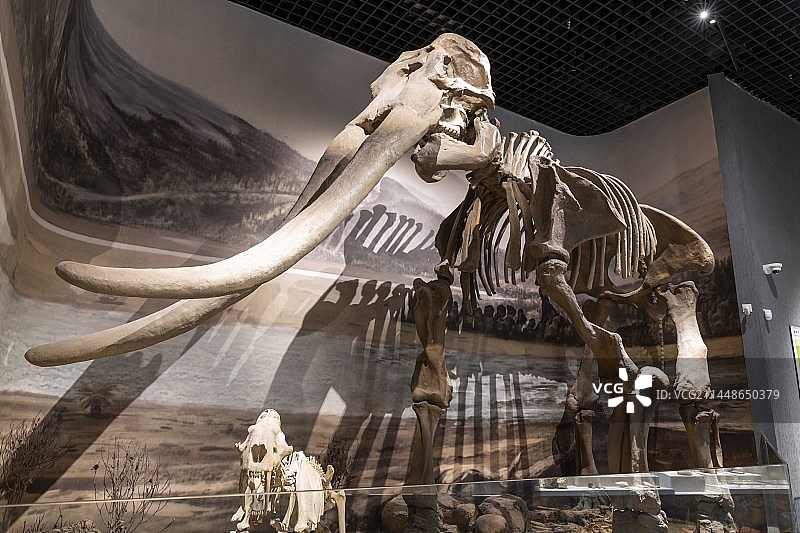 化石复原的剑齿象骨架图片素材