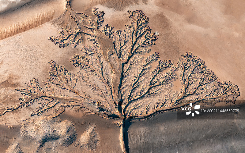 西藏改则县大地之树图片素材