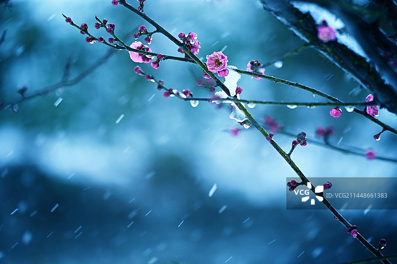 寒梅傲雪图片素材