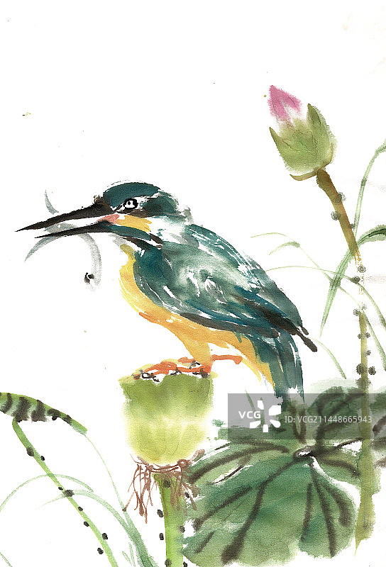 捕鱼的翠鸟图片素材