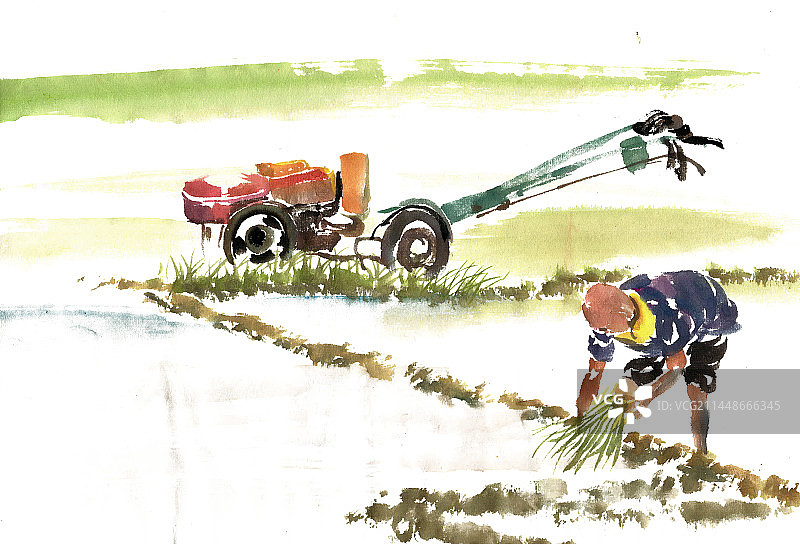 插秧的男子图片素材