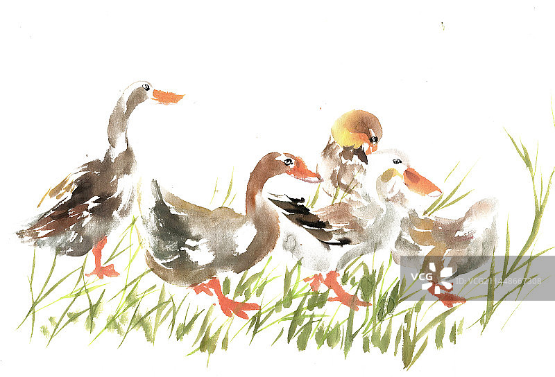 河边的鸭子图片素材