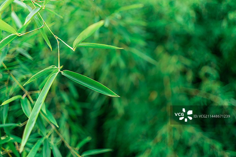 中国自然风光拍摄主题，绿色的竹子竹林竹叶子竹竿特写选择对焦前景聚焦效果，户外白昼无人图像摄影图片素材