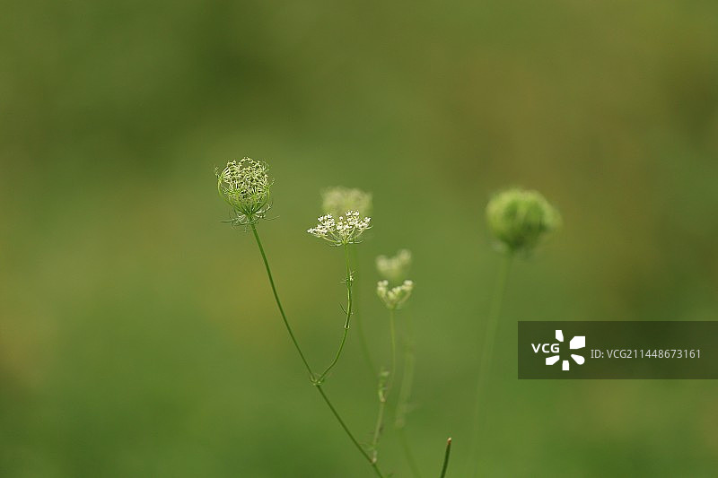 野胡萝卜花图片素材