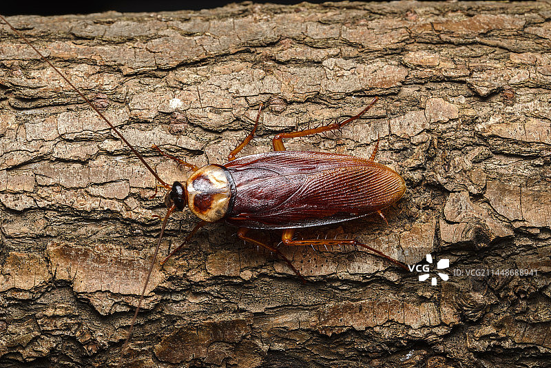 美洲大蠊图片素材