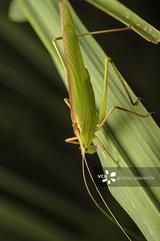 中华螽斯图片素材