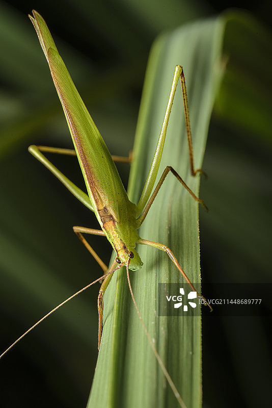 中华螽斯图片素材