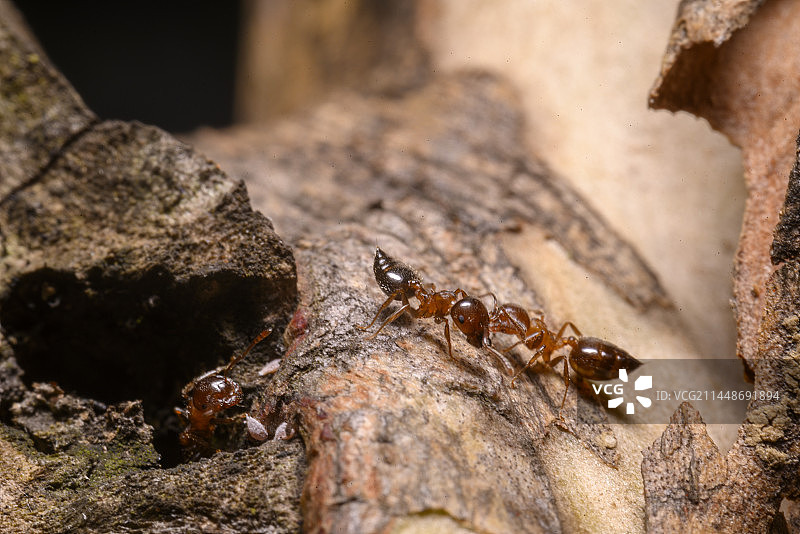 黑褐举腹蚁图片素材