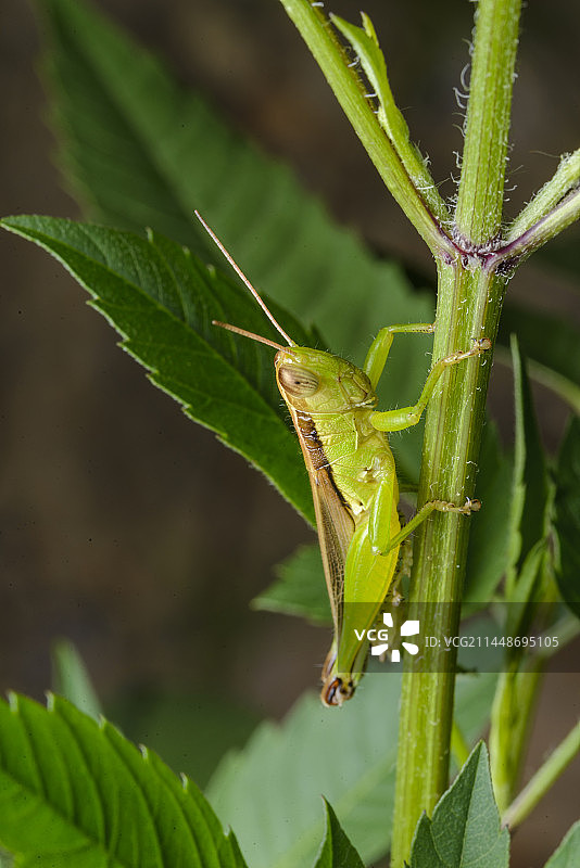 中华稻蝗，蚱蜢图片素材