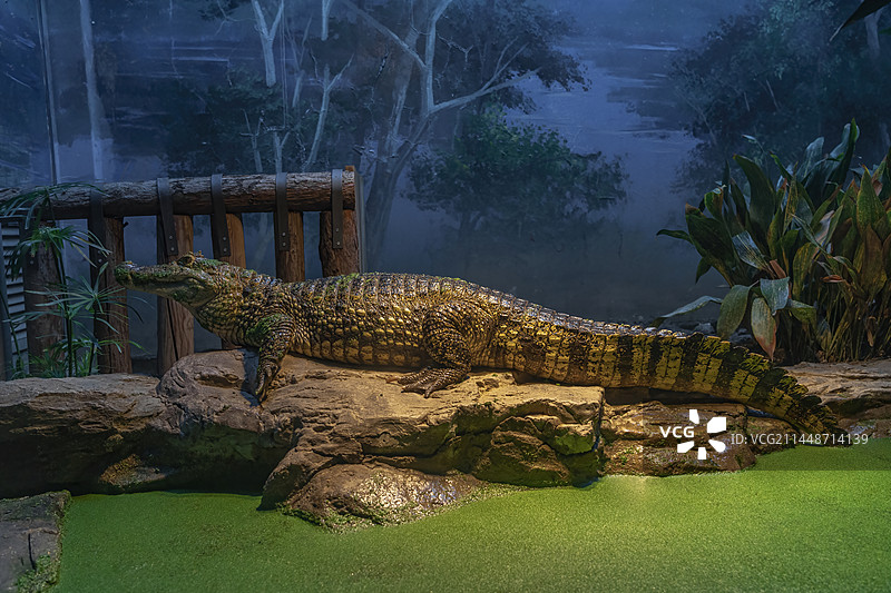 动物园两栖动物爬行动物场馆热带凯门鳄图片素材