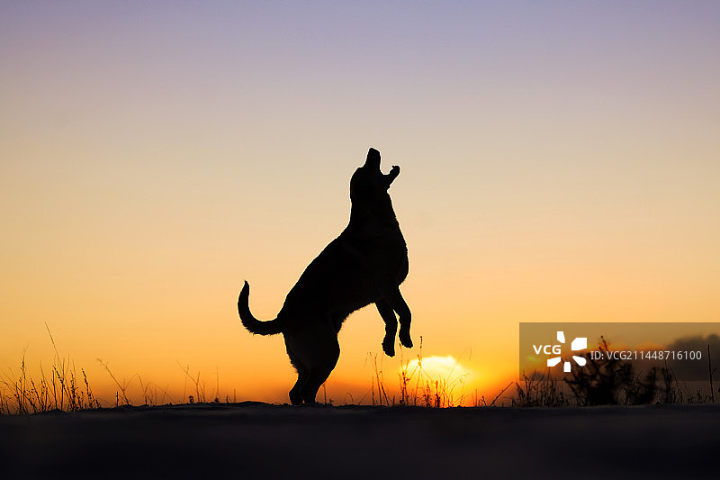 雪地上嬉戏的拉布拉多猎犬图片素材