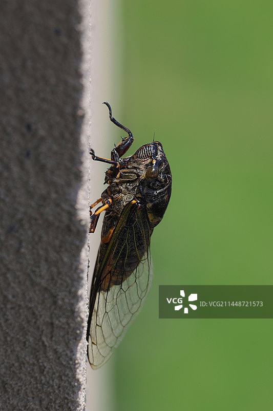 趴在建筑外墙上的蝉图片素材