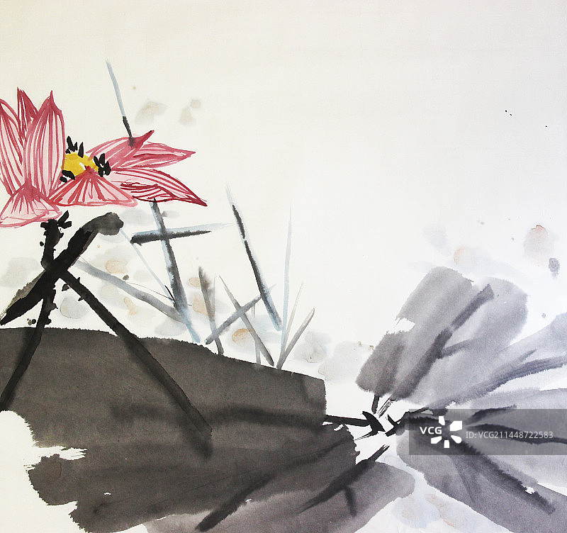 荷花白色背景上的花朵和植物特写镜头图片素材