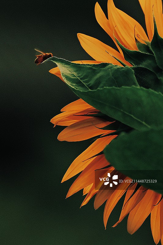 蜜蜂和向日葵图片素材