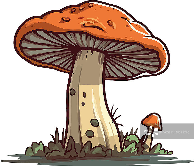 秋季森林草地上的毒蝇伞蘑菇图片素材