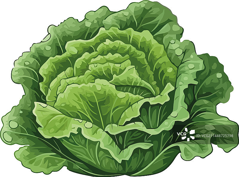 新鲜有机卷心菜：健康素食图片素材