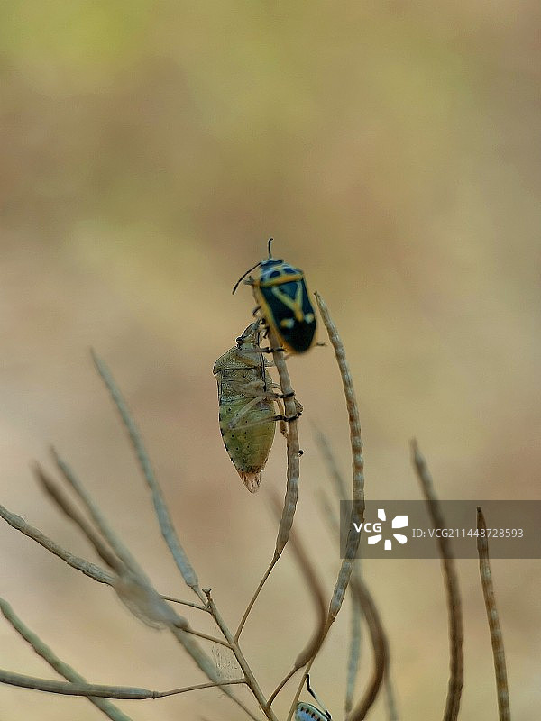 草根上的蝽（一虚一实一大一小一正一反一上一下）图片素材