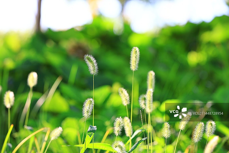 狗尾巴草唯美升格慢镜 逆光 自然 抒情图片素材