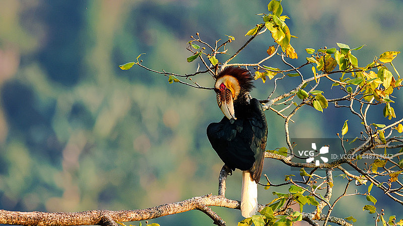 花冠皱盔犀鸟图片素材