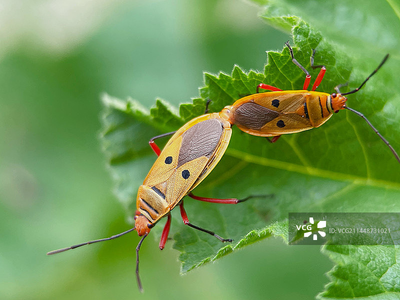 虫虫的世界图片素材