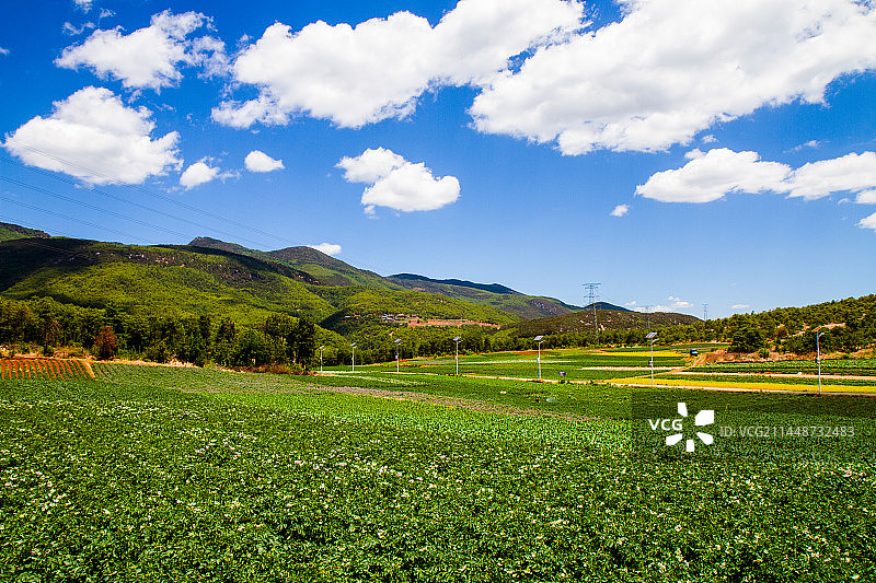 洋芋花开图片素材