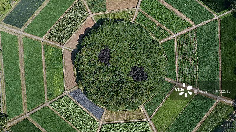 杭州八卦田图片素材