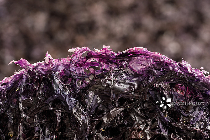 福建省霞浦紫菜图片素材