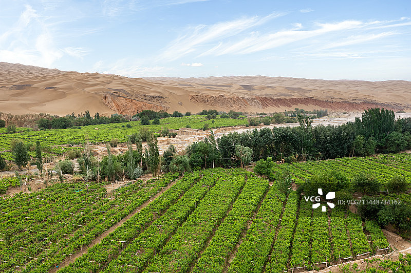 新疆吐鲁番鄯善县葡萄园与库木塔格沙漠相邻图片素材