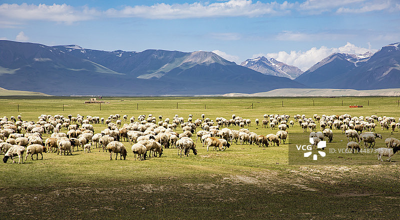 牧场上的羊群图片素材
