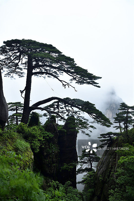黄山迎客松图片素材