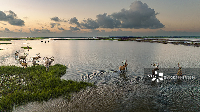 盐城东台黄海湿地公园 野鹿荡的麋鹿图片素材