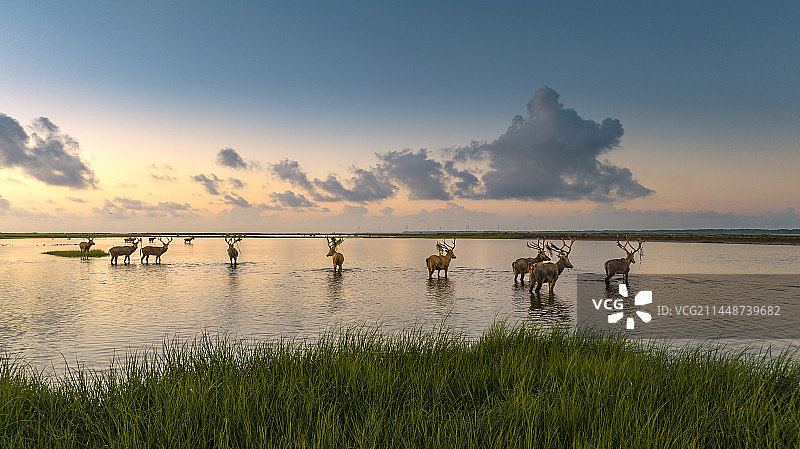 盐城东台黄海湿地公园 野鹿荡的麋鹿图片素材