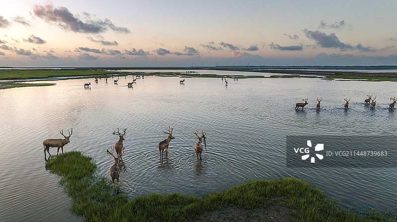 盐城东台黄海湿地公园 野鹿荡的麋鹿图片素材