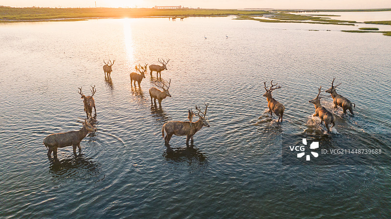 盐城东台黄海湿地公园 野鹿荡的麋鹿图片素材