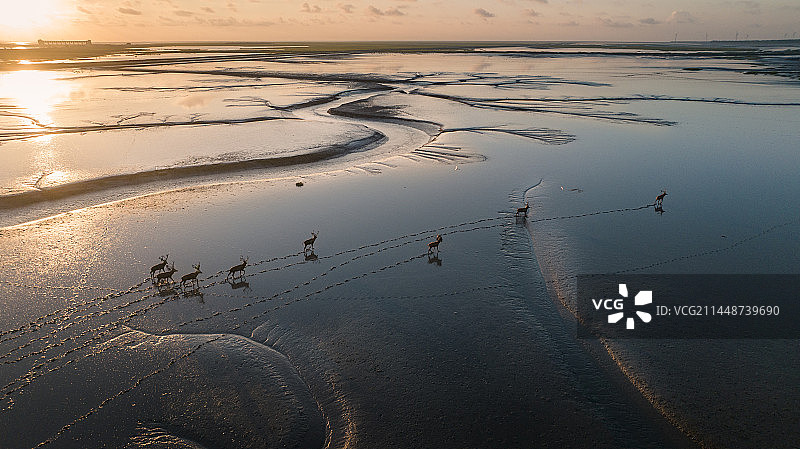盐城东台黄海湿地公园 野鹿荡的麋鹿图片素材