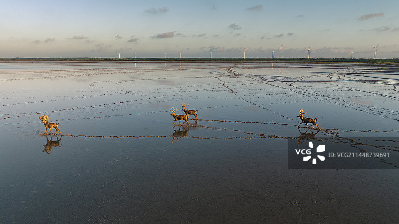 盐城东台黄海湿地公园 野鹿荡的麋鹿图片素材