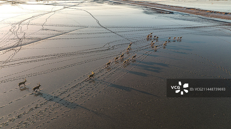盐城东台黄海湿地公园 野鹿荡的麋鹿图片素材