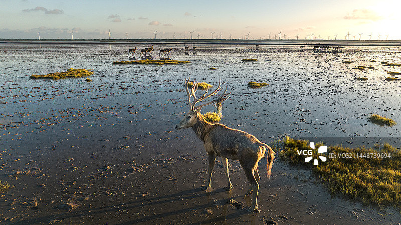 盐城东台黄海湿地公园 野鹿荡的麋鹿图片素材