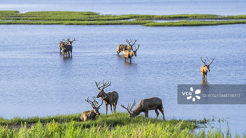 盐城东台黄海湿地公园 野鹿荡的麋鹿图片素材