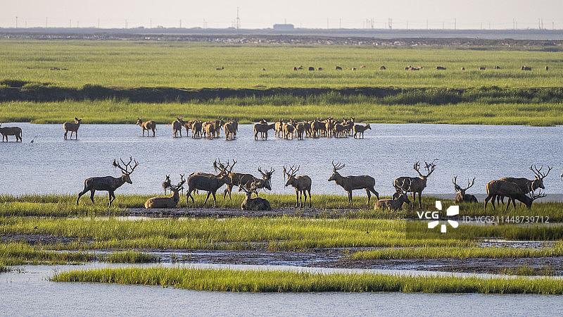 盐城东台黄海湿地公园 野鹿荡的麋鹿图片素材
