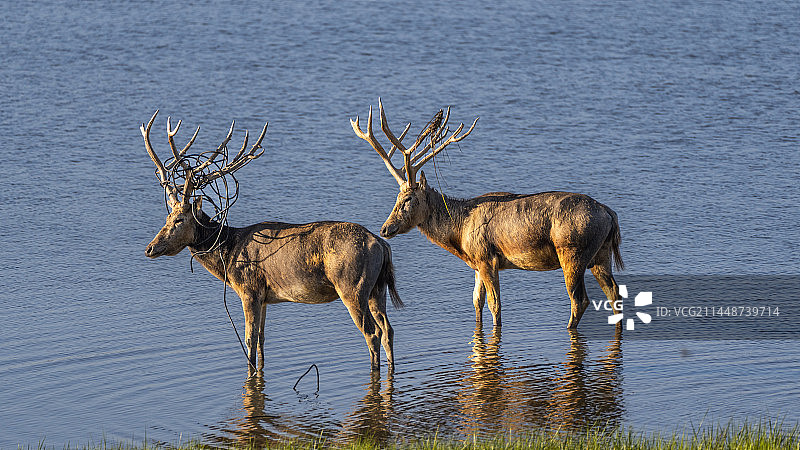 盐城东台黄海湿地公园 野鹿荡的麋鹿图片素材